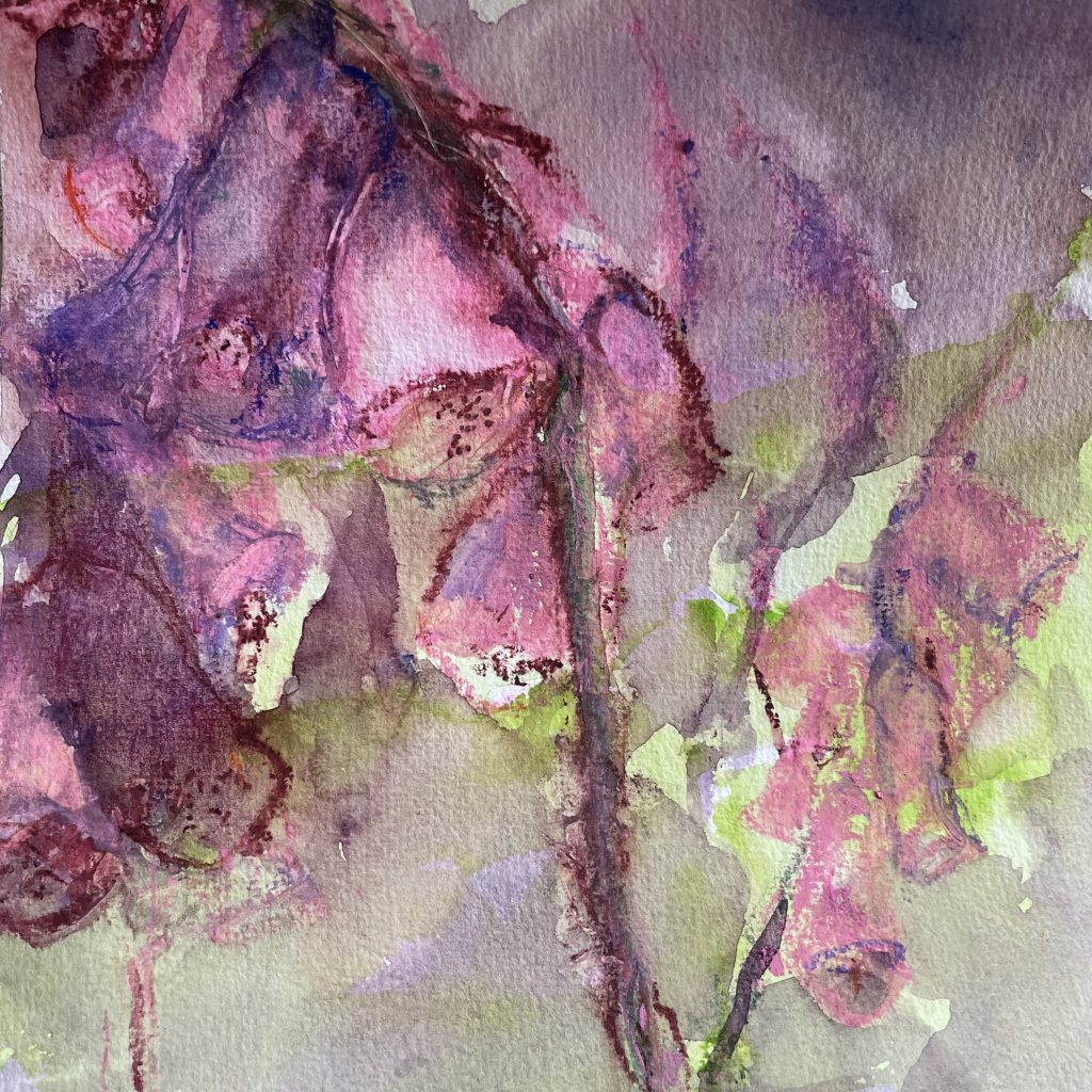 fingerhut, foxglove